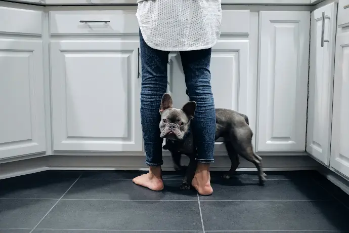 black French Bulldog on floor